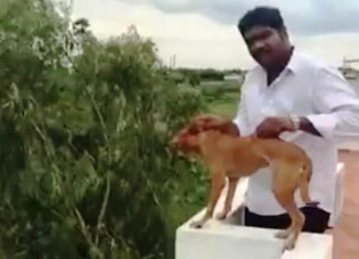 This Man Dropped A Dog Down A Terrace And Someone Recorded It